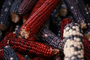 Agroecology at UWC 2