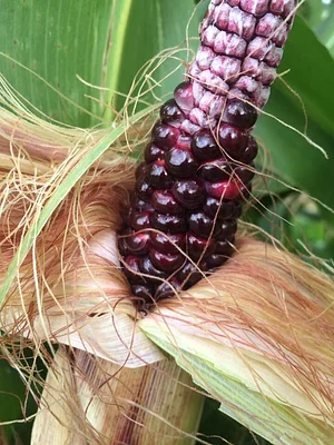 Agroecology at UWC 4