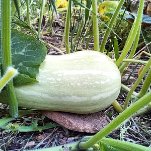 Agroecologia alla Mini Fattoria 4