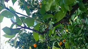 Agroecologia alla Mini Fattoria 8