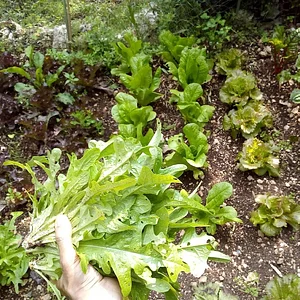 Agroecologia alla Mini Fattoria 12