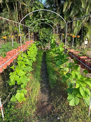 Green Sustainability in Ba Sian 11