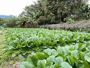 Photo Green Sustainability in Ba Sian 13