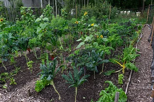 Finch Permaculture Experiment