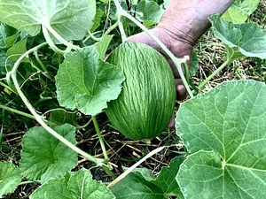 Oma Maa Kaupunkiviljely 1