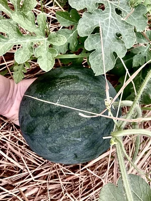 Oma Maa Kaupunkiviljely 6