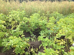 Wageningen Agroecological Experiments 2