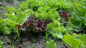 Jaivik Haat - Natural & Organic Food 7