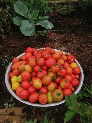 La Gran Vista Agroecological Farm Costa Rica