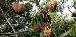 Binahon Agroforestry Farm
