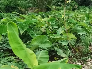 Binahon Agroforestry Farm