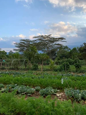 Photo Binahon Agroforestry Farm