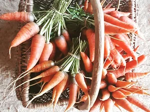 Permaculture Farm in Numbi Valley
