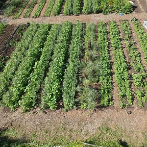 Finch Permaculture Experiment 6
