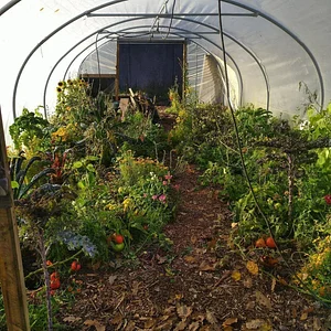 Finch Permaculture Experiment 10