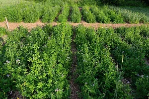 Finch Permaculture Experiment 11