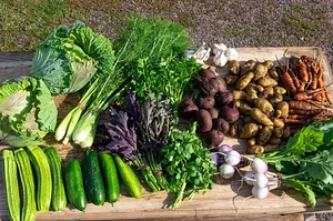 Finch Permaculture Experiment 12
