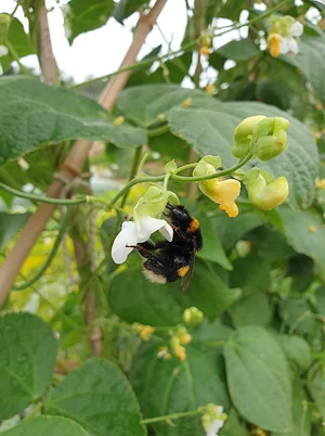 Learning and exploring Agroecology through doing