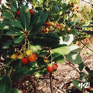 Mazi Regenerative Agroforestry