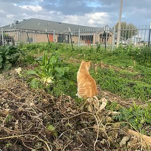 Agroecology in University of Texas Rio Grande Valley UTRGV