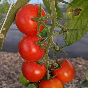 UTRGV Agroecology Program