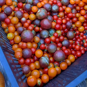 UTRGV Agroecology Program