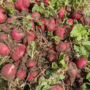 UTRGV Agroecology Program