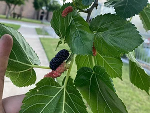 UTRGV Agroecology Program