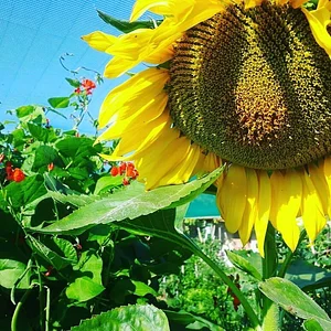 Permaculture Farm in Numbi Valley