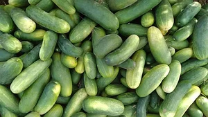 FAED Ferme Biologique