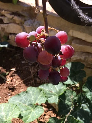 Marda Permaculture Farm