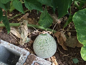Marda Permaculture Farm