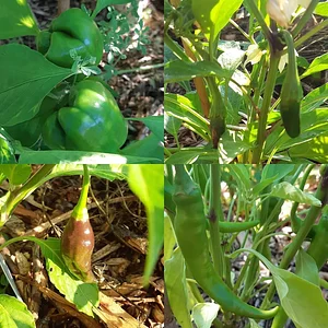 Arcadia Permaculture Farm