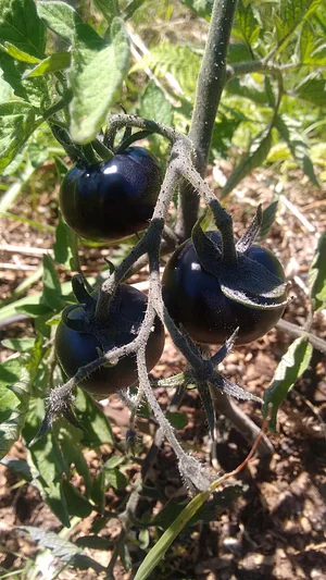 Myrica Faial Permaculture Farm
