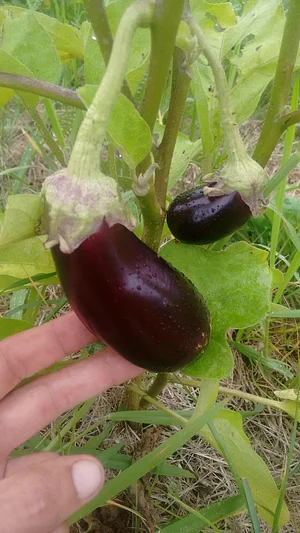 Myrica Faial Permaculture Farm