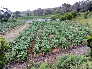 Myrica Faial Permaculture Farm