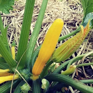 Squash Flowers
