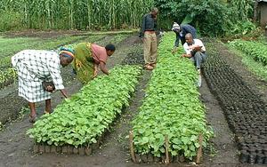 MOOF Africa Permaculture Kenya