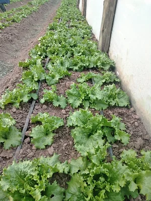 MOOF Africa Permaculture Kenya
