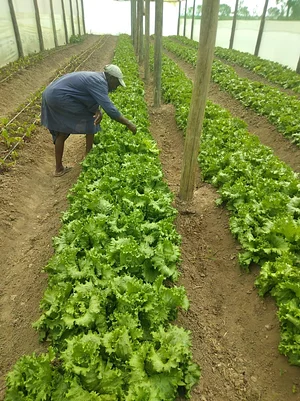 MOOF Africa Permaculture Kenya