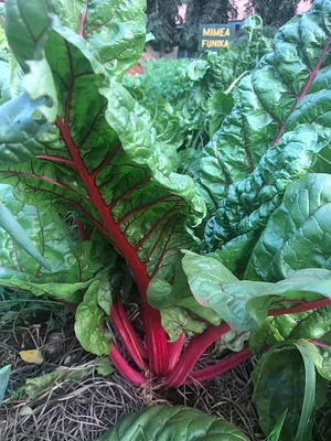 Sustainable Agriculture Tanzania Experiences
