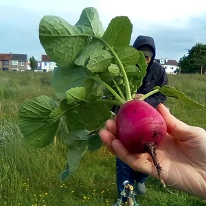 Lauriston Farm Urban Farm