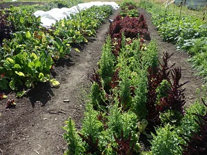 Lauriston Farm Urban Farm