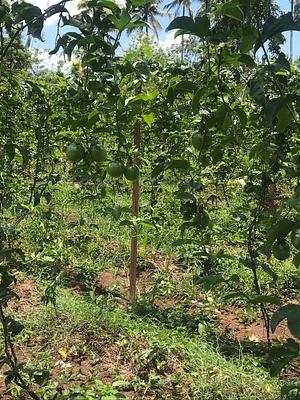 Msonge Organic Family Farm