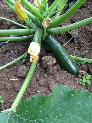 Msonge Organic Family Farm
