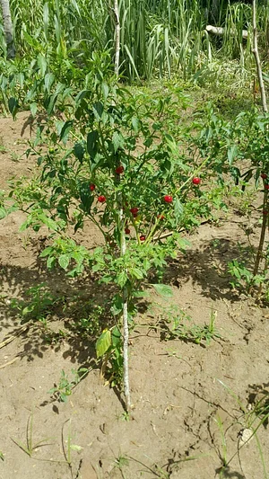 Msonge Organic Family Farm