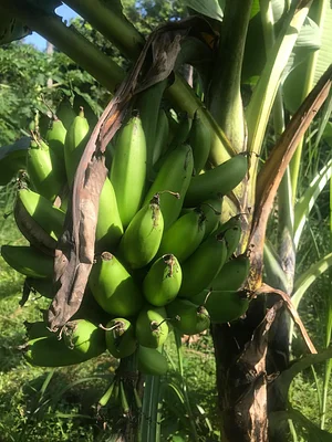 Msonge Organic Family Farm