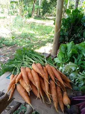 Photo Msonge Organic Family Farm