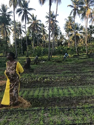 Msonge Organic Family Farm