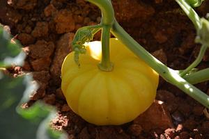 AARDE Permaculture Algérie Ferme